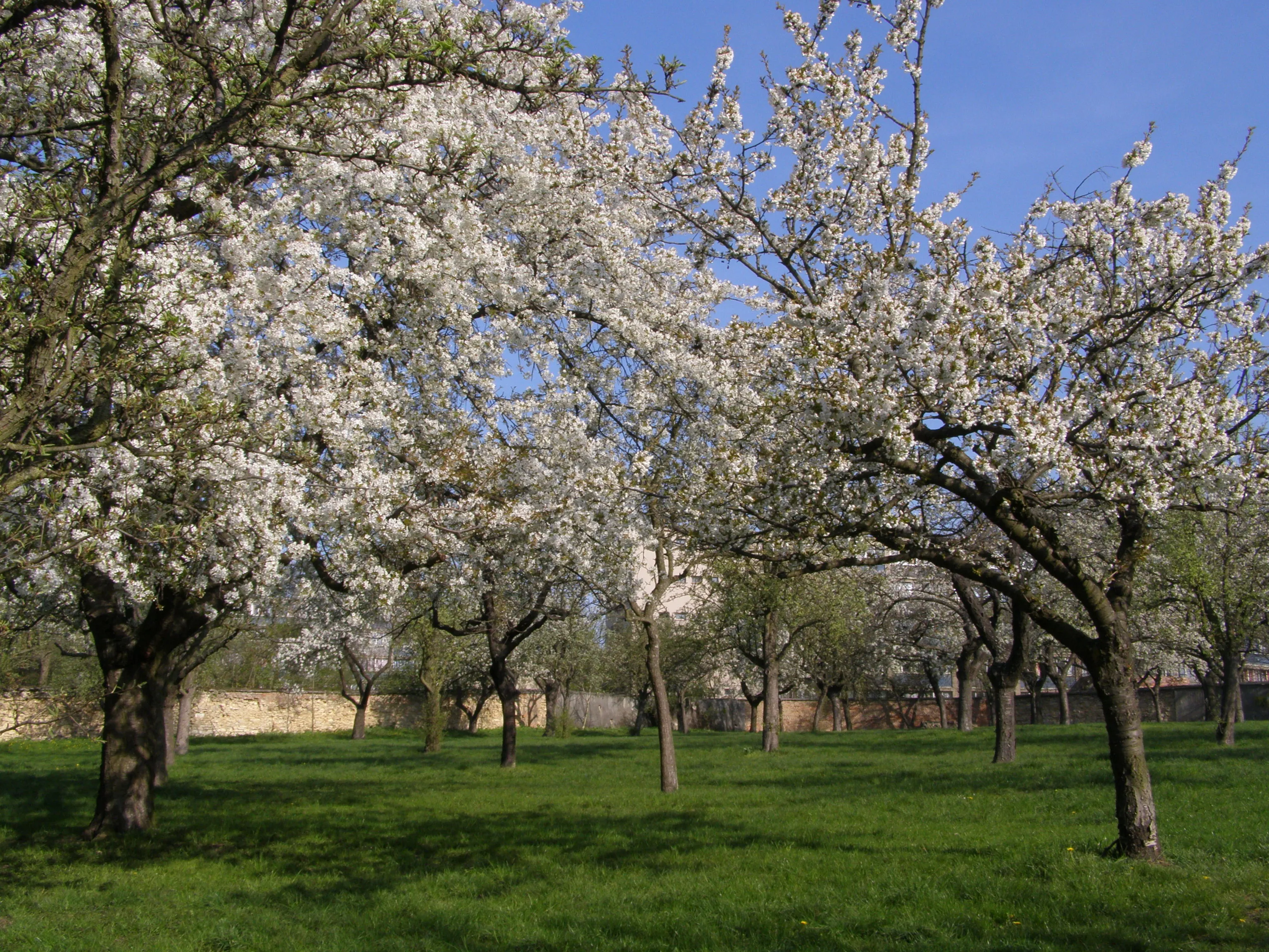 The orchards of Brevnovsky Klaster
