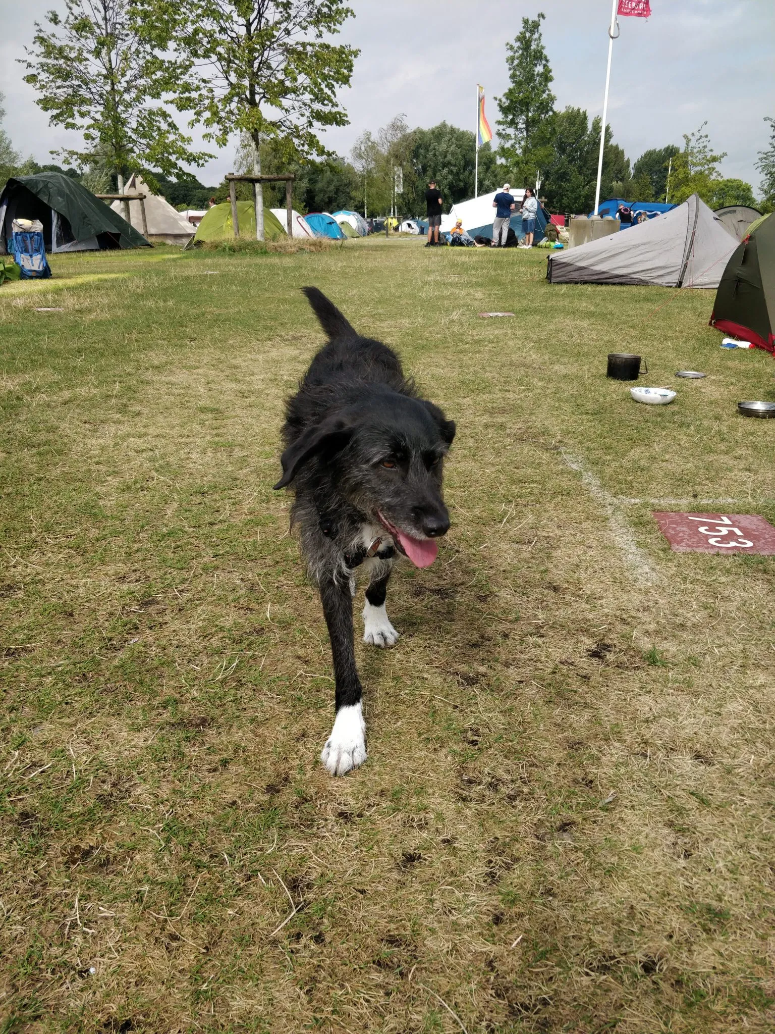 Lillet is happy on the camping site