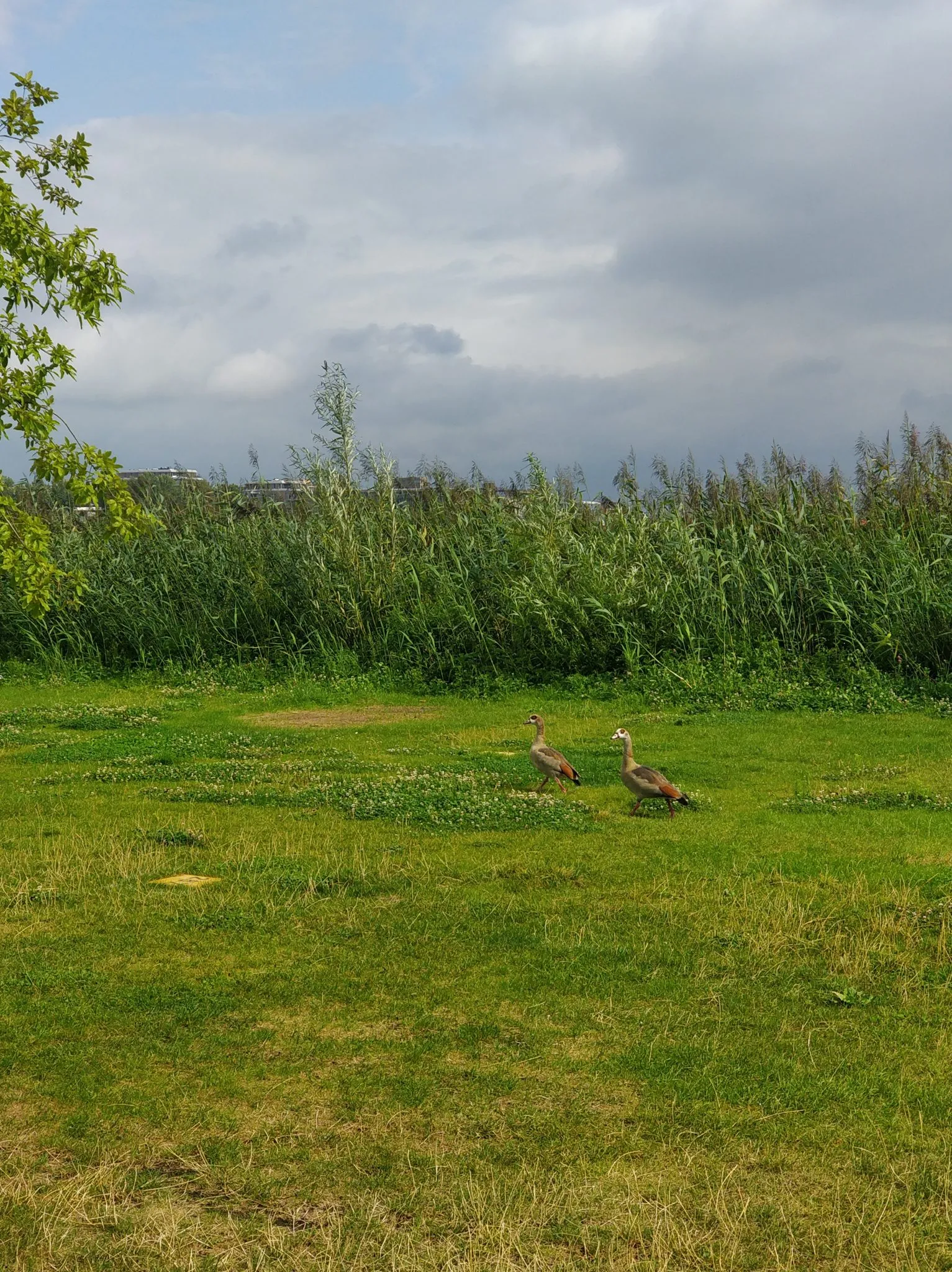 Wild ducks on the camping site