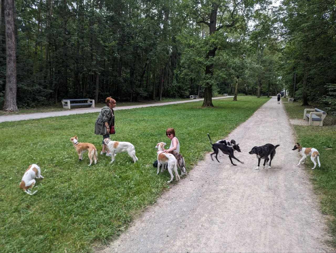 Meeting a curious crowd of 8 dogs