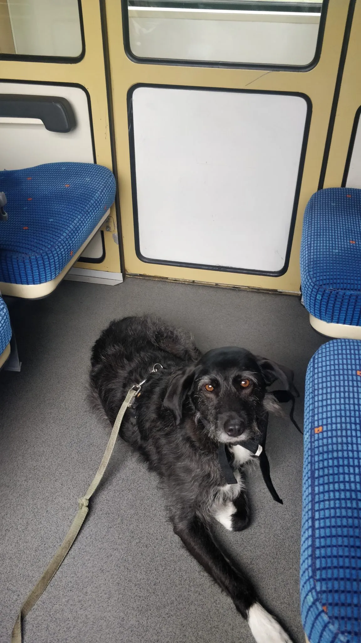 Lillet im Zug nach Prag