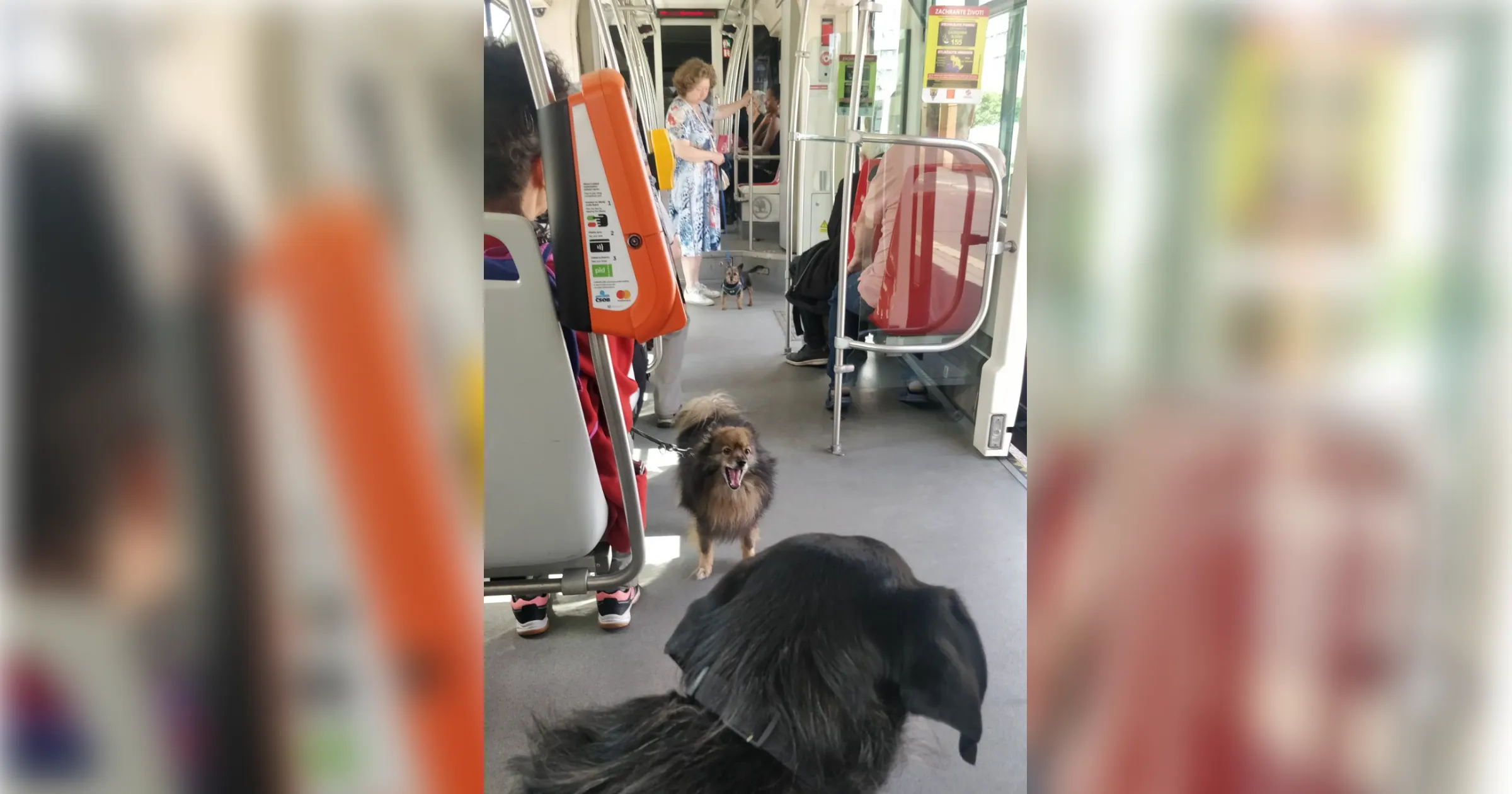Three dogs in the tram in Prague